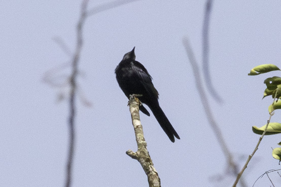 Chestnut-winged Starling (Hartlaub's) - ML623838330