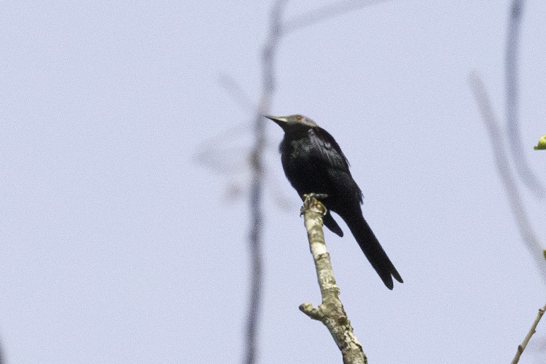 Chestnut-winged Starling (Hartlaub's) - ML623838334