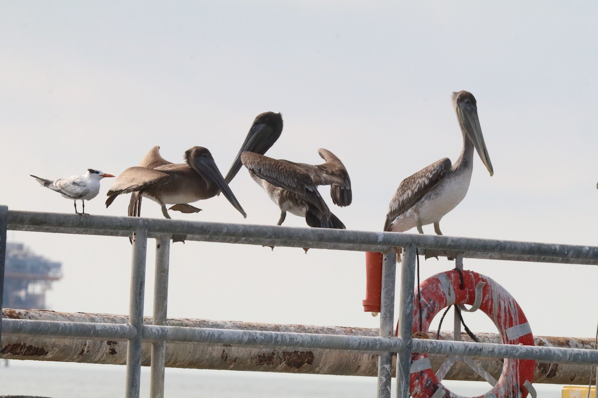 Brown Pelican - ML623838335