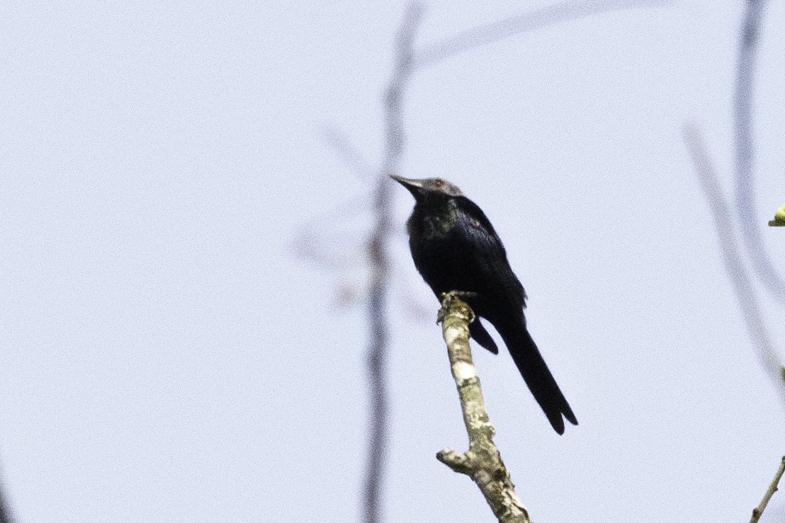 Chestnut-winged Starling (Hartlaub's) - ML623838339