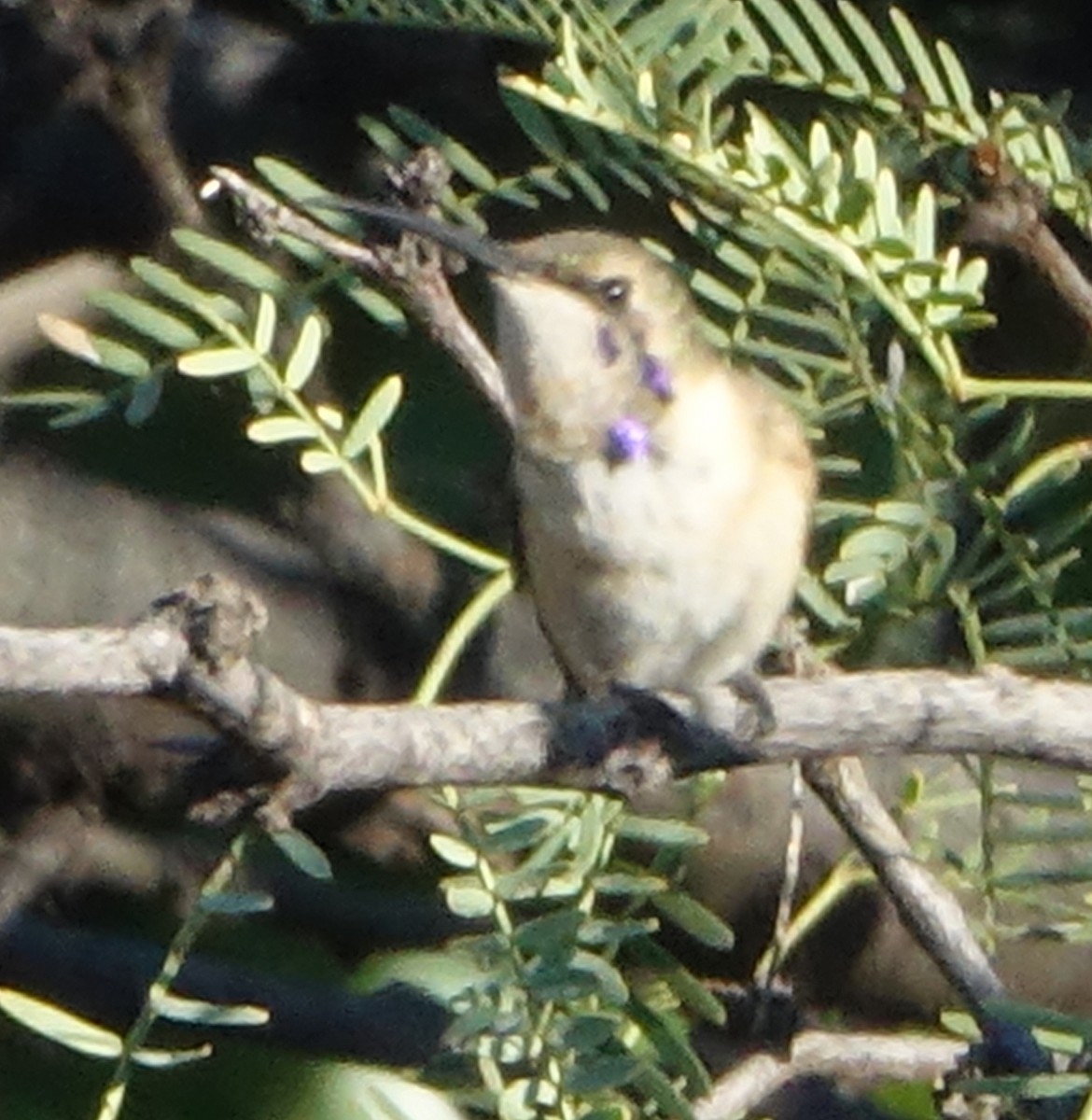 Lucifer Hummingbird - ML623838358