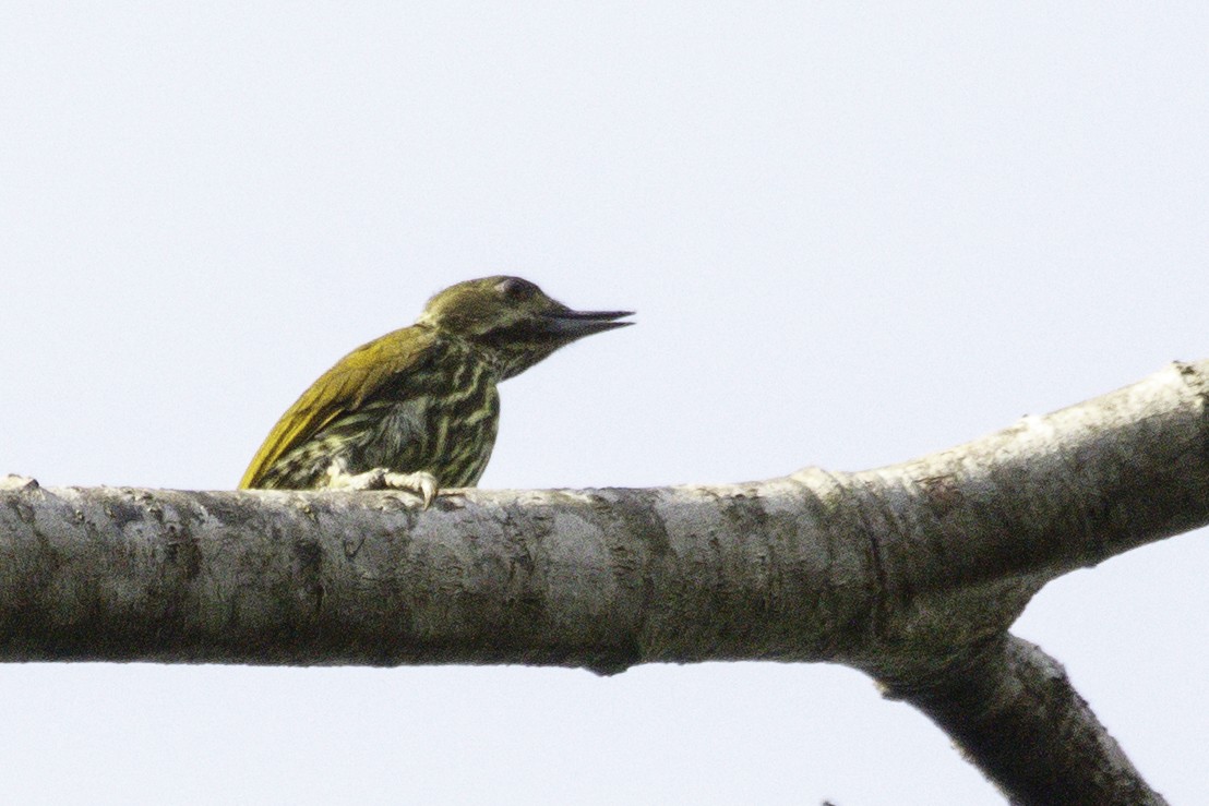 Melancholy Woodpecker - ML623838359