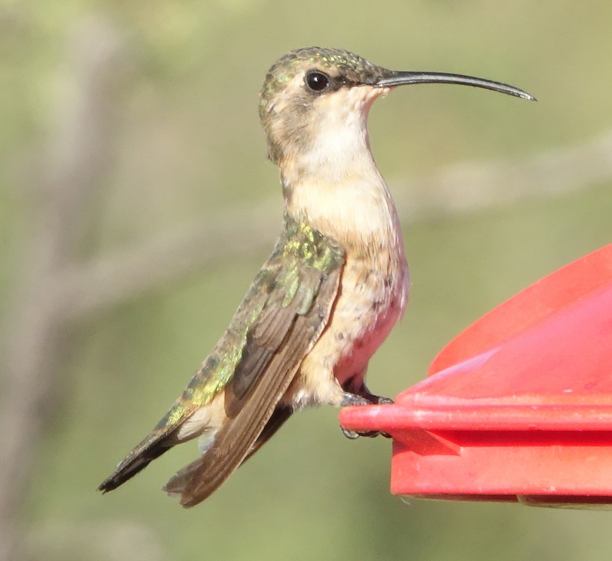 Lucifer Hummingbird - Carolyn Ohl, cc