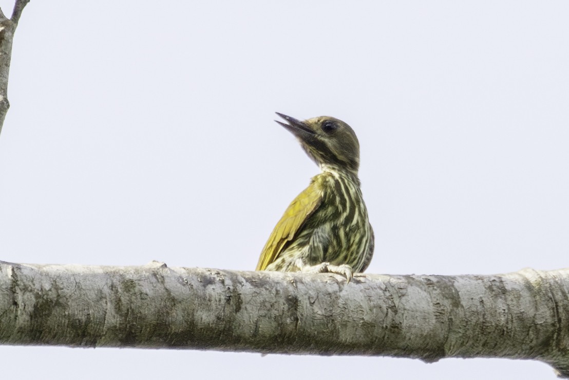 Melancholy Woodpecker - ML623838362