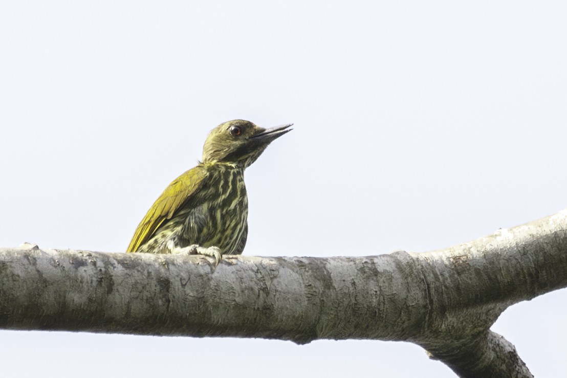 Melancholy Woodpecker - ML623838372