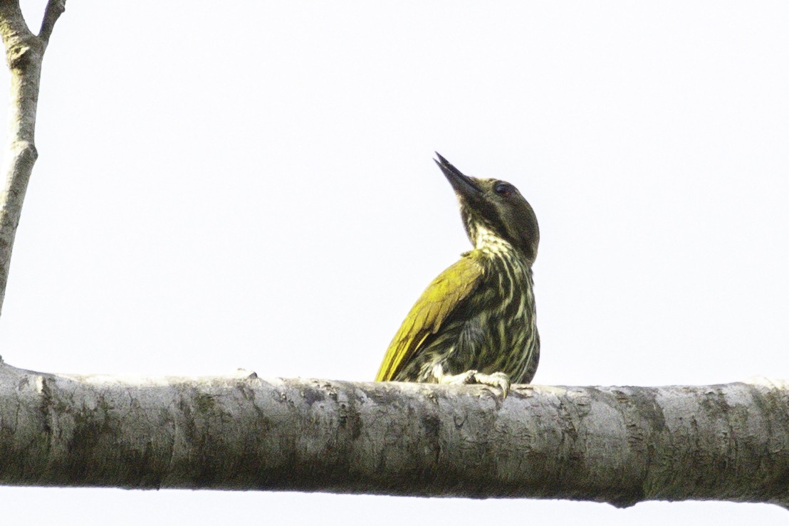 Melancholy Woodpecker - ML623838374