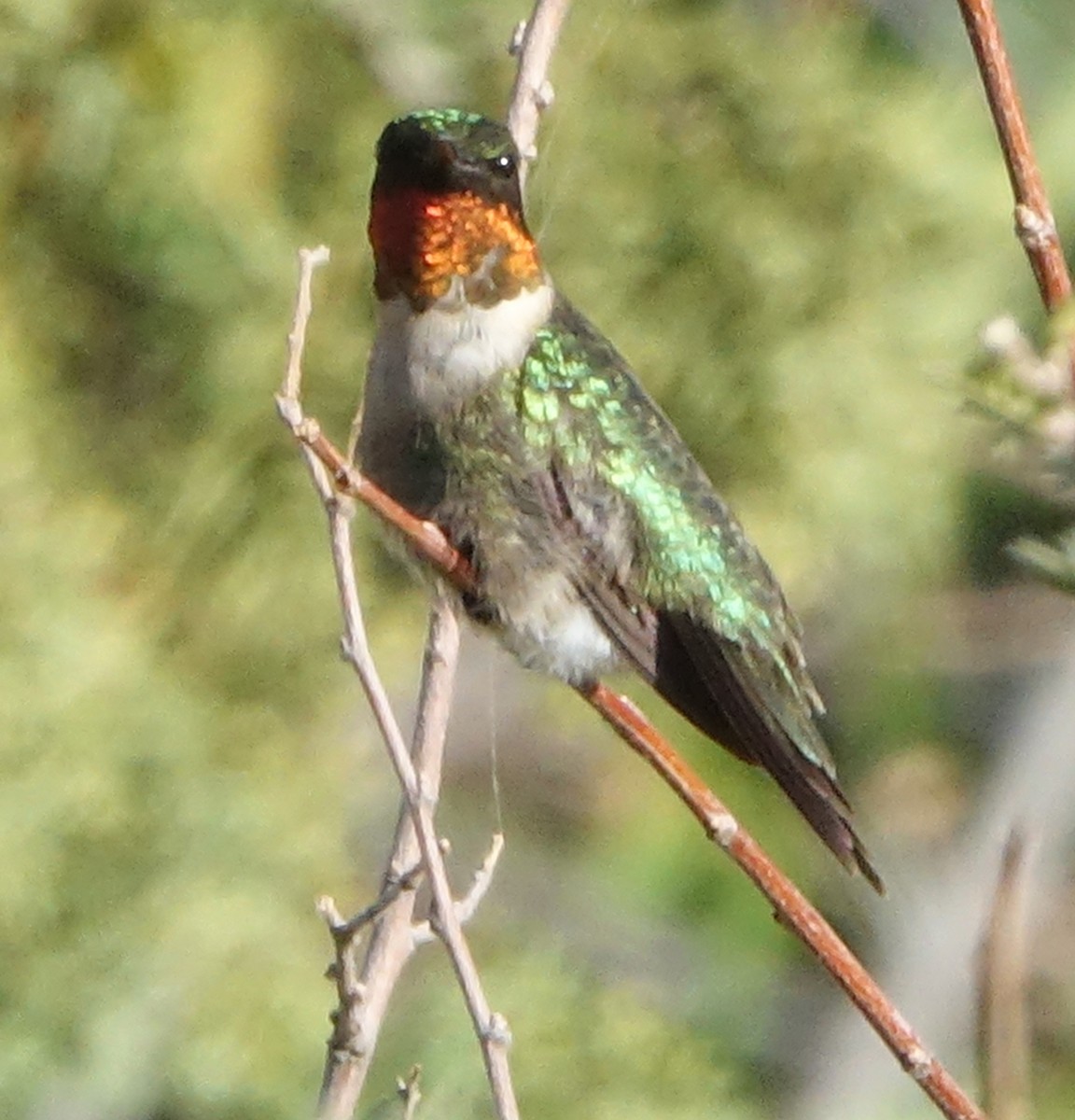 Ruby-throated Hummingbird - Carolyn Ohl, cc