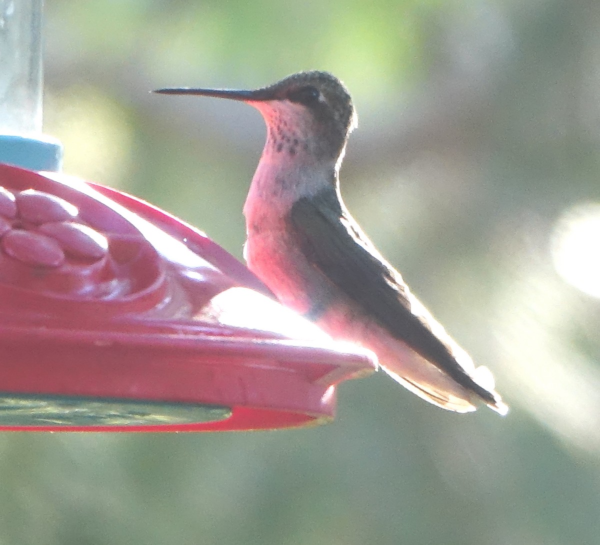 Ruby-throated Hummingbird - Carolyn Ohl, cc