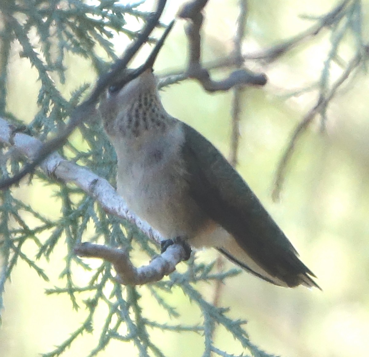 Yakut Boğazlı Kolibri - ML623838378