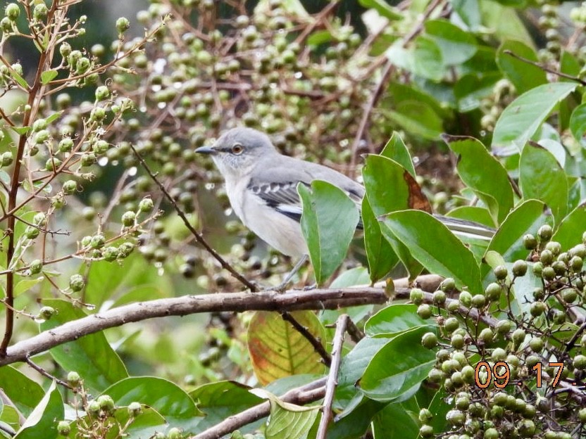 Northern Mockingbird - Matt Rivers