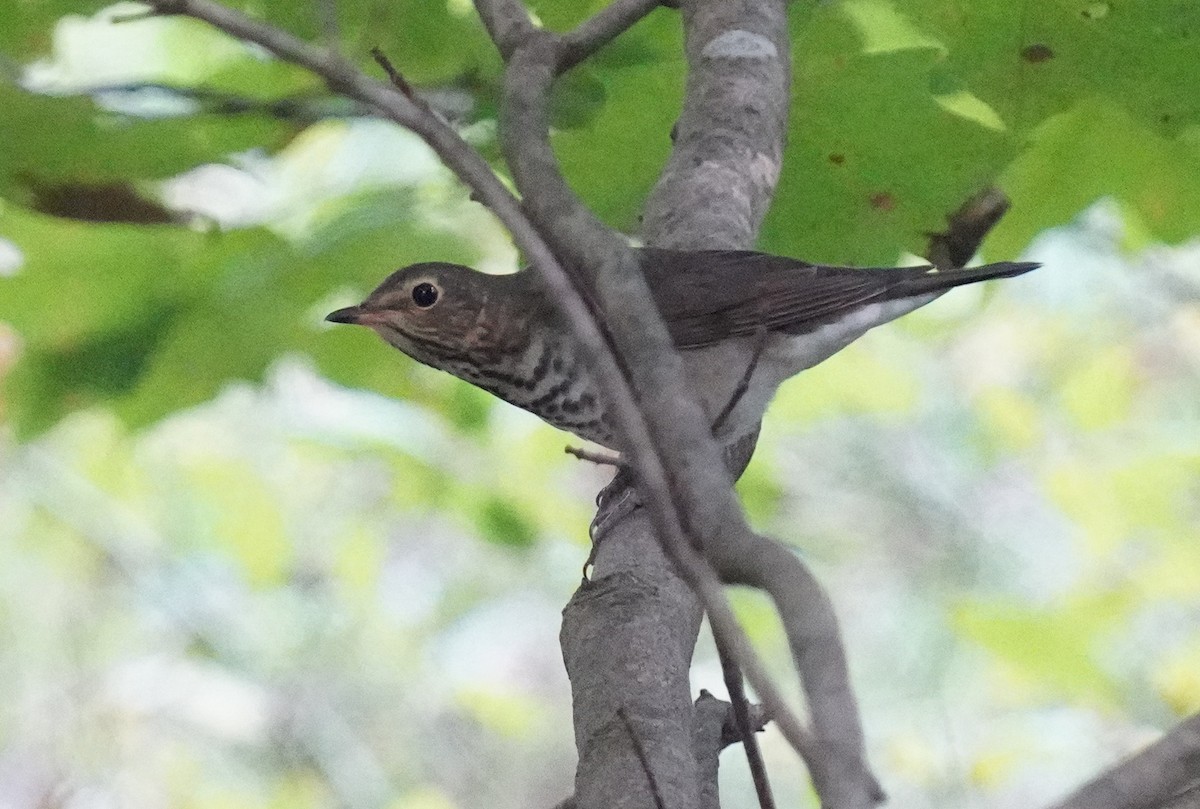 Swainson's Thrush - ML623838443