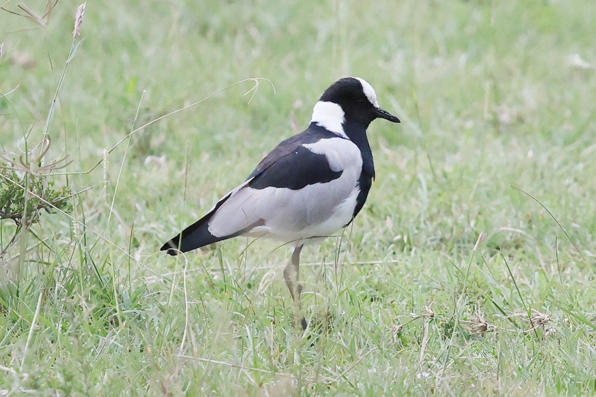 Blacksmith Lapwing - ML623838447