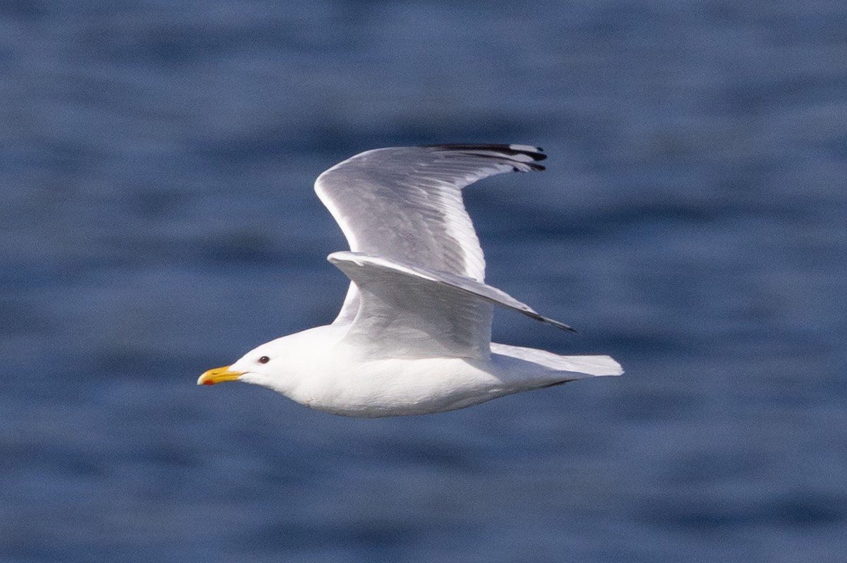 Iceland Gull (Thayer's) - ML623838454