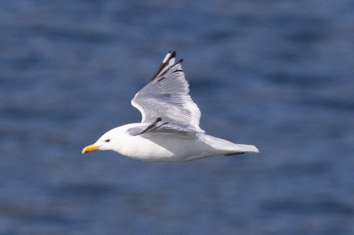 Iceland Gull (Thayer's) - ML623838455