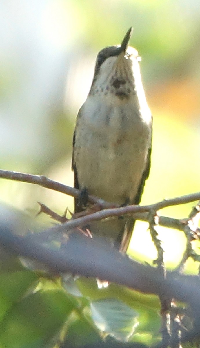 Ruby-throated/Black-chinned Hummingbird - ML623838471