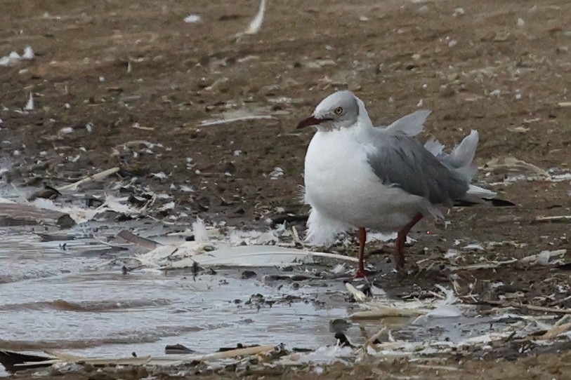 Gray-hooded Gull - ML623838472