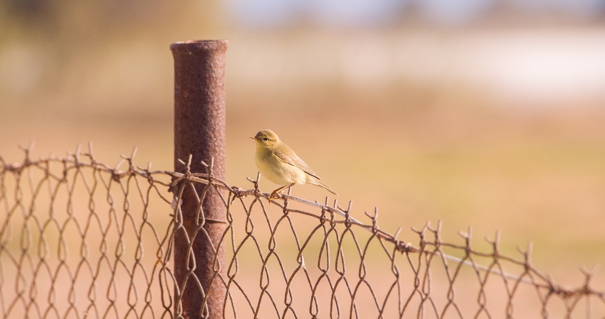 Willow Warbler - Georgy Schnipper