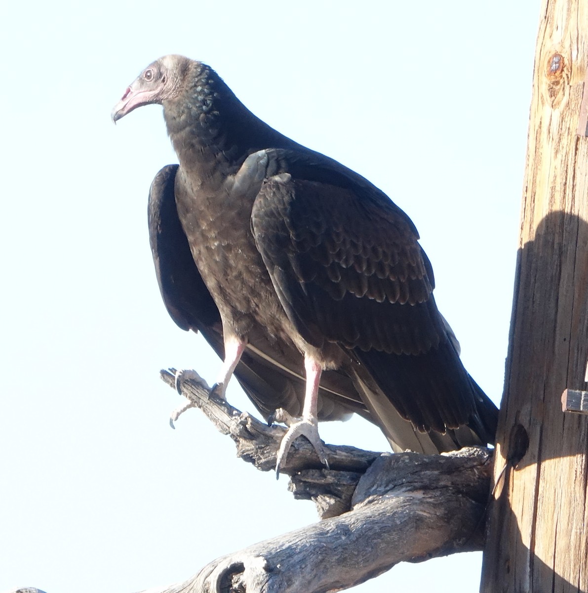 Turkey Vulture - ML623838485