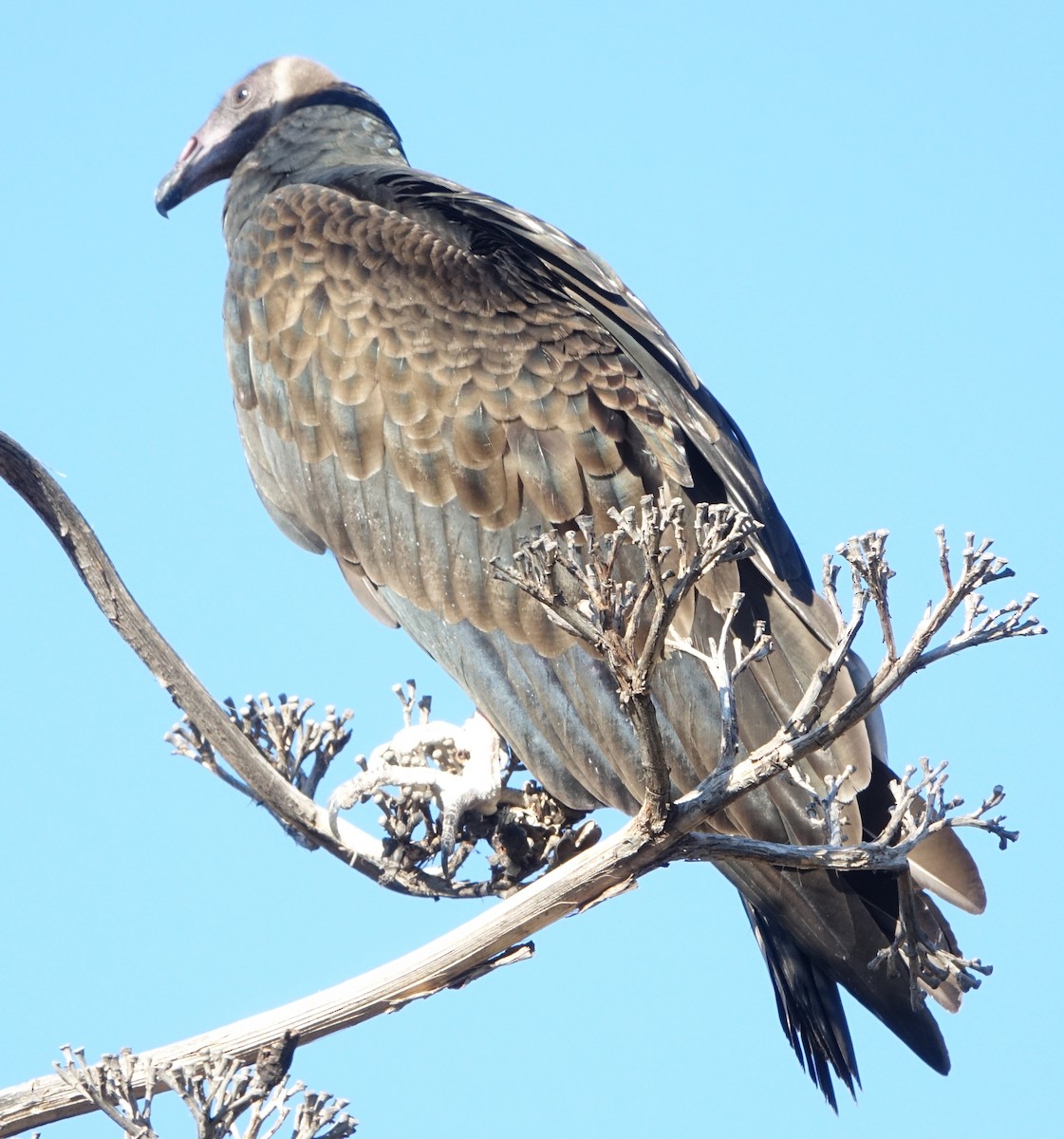 Turkey Vulture - ML623838486