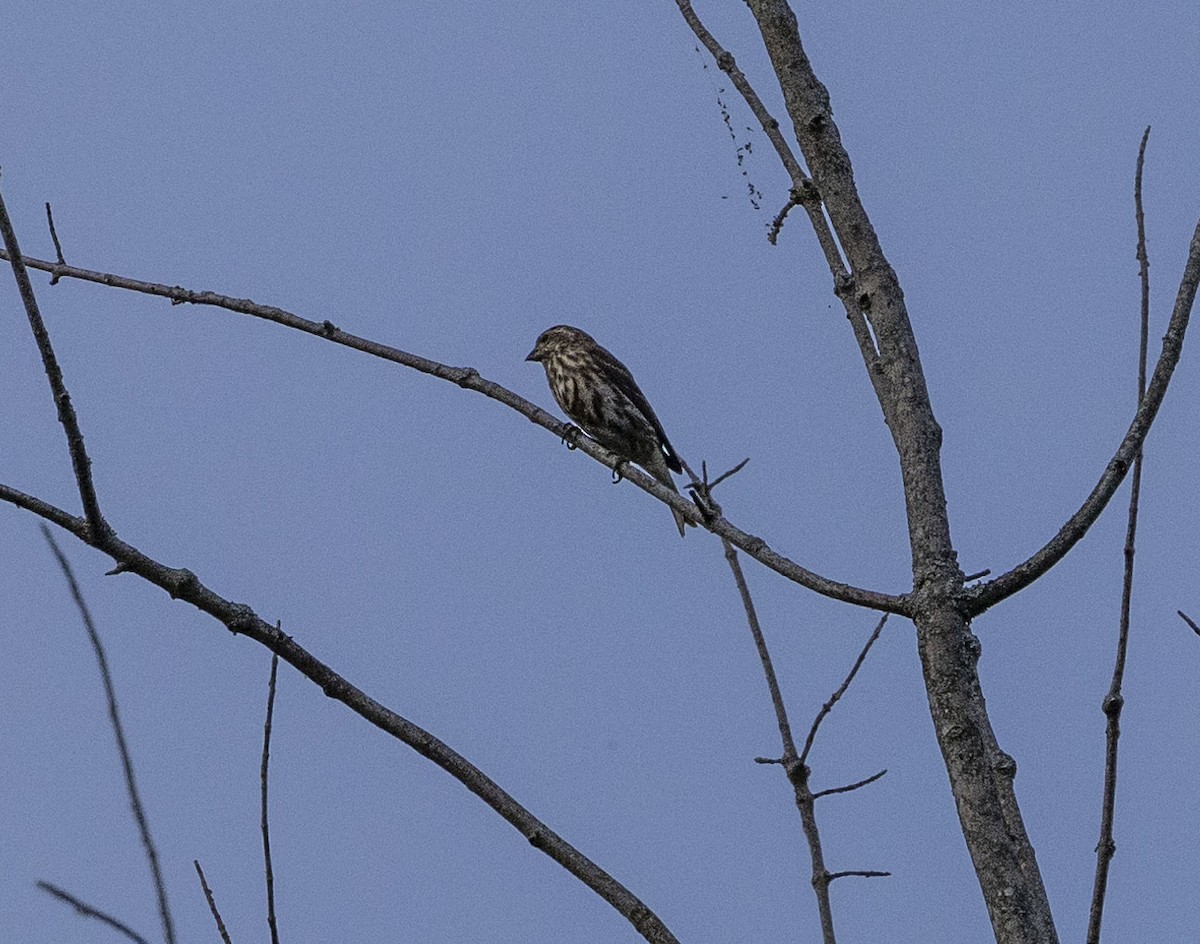 Purple Finch - ML623838489