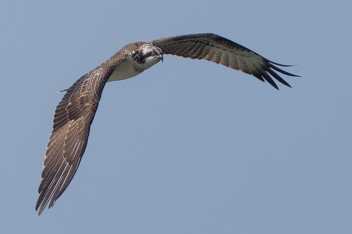 Osprey - ML623838492