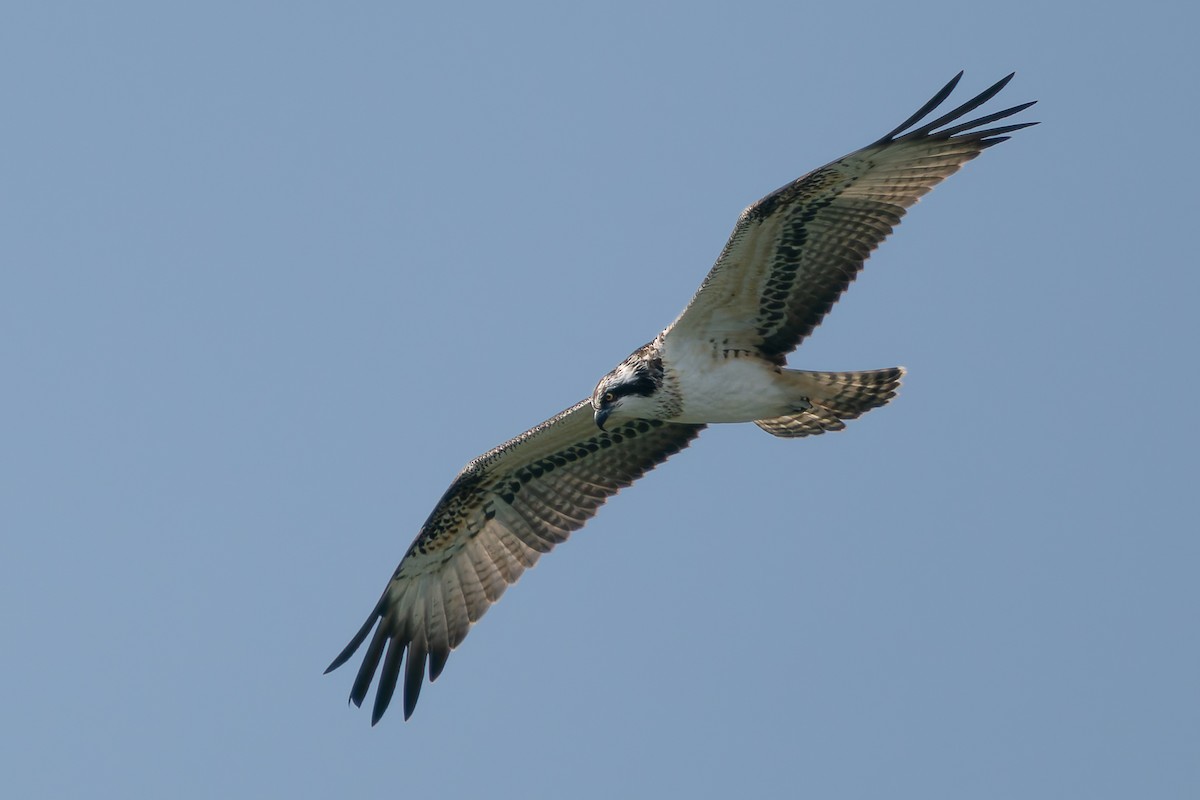 Osprey - Wolfgang Henkes