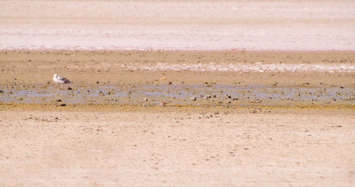 Little Ringed Plover - Georgy Schnipper