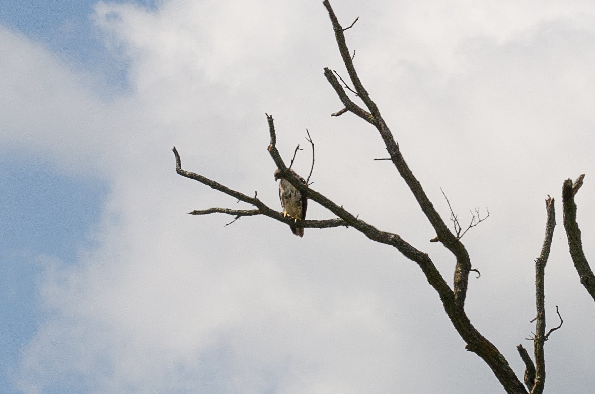 Red-tailed Hawk - ML623838520