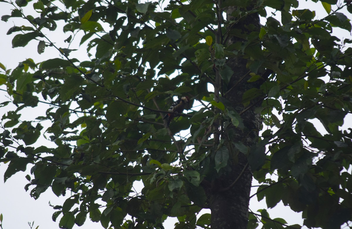 Fulvous-breasted Woodpecker - ML623838542