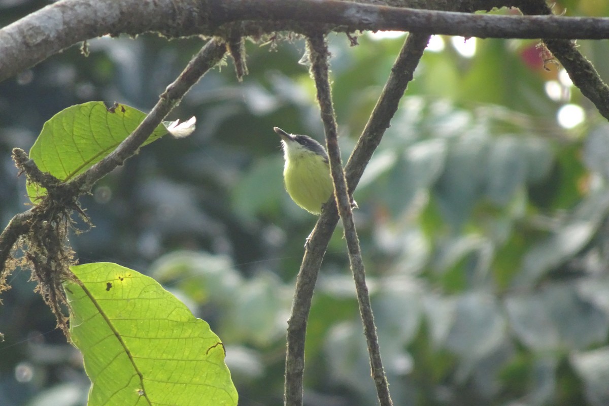 Common Tody-Flycatcher - ML623838552