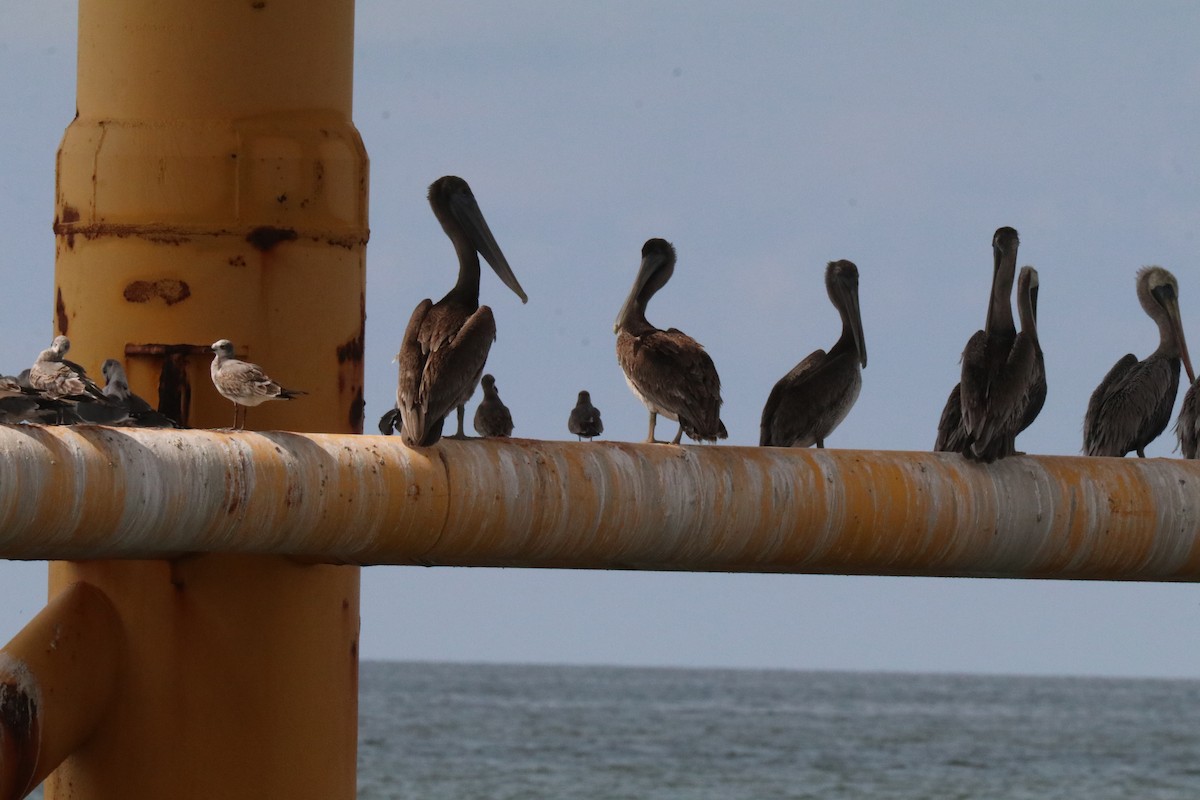 Brown Pelican - ML623838649