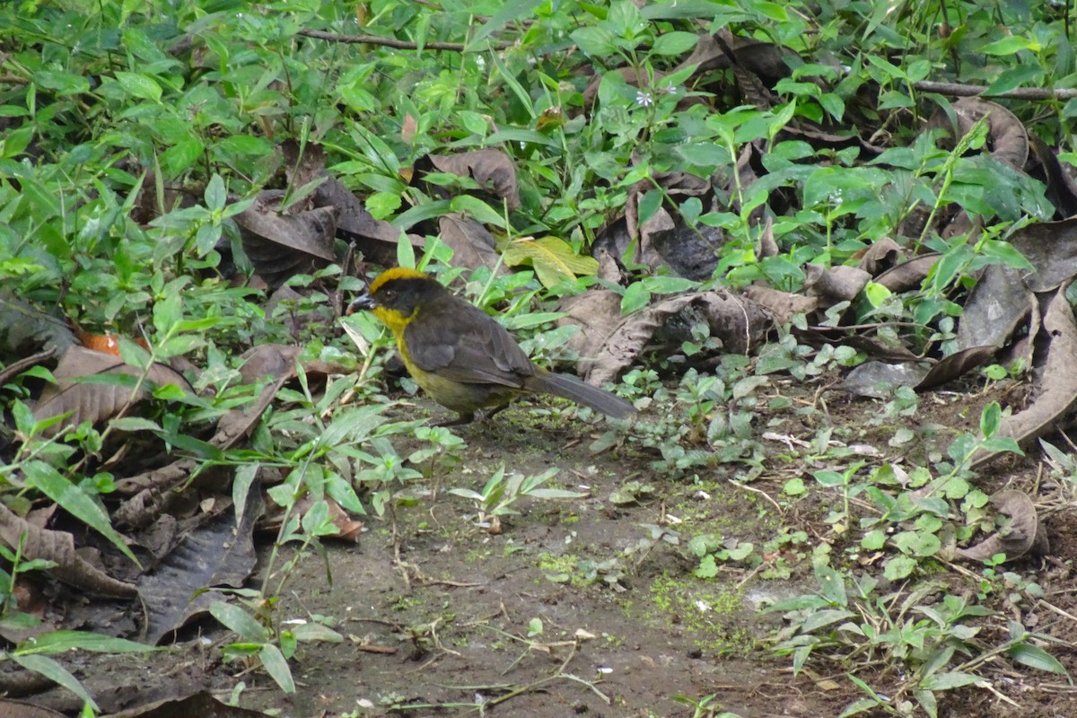 Tricolored Brushfinch - ML623838672