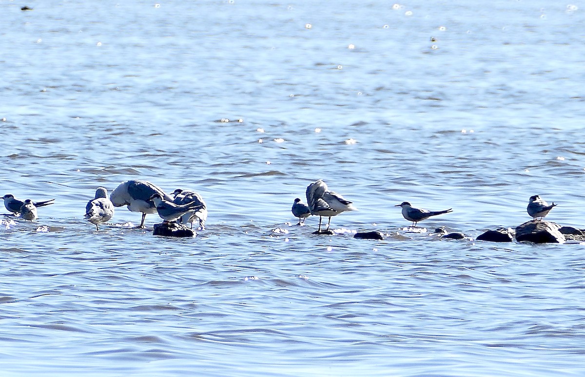 Common Tern - ML623838702