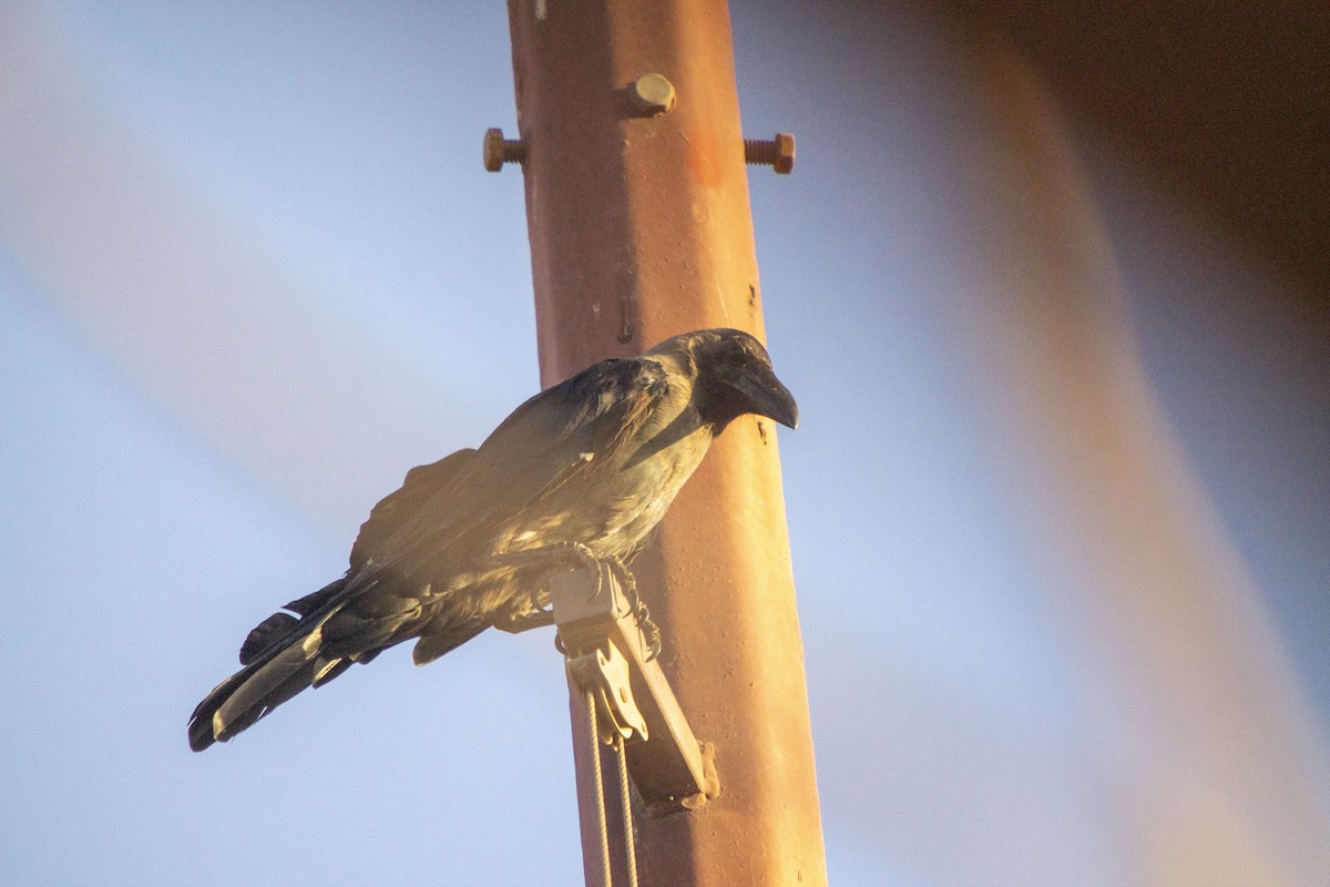 House Crow - ML623838706