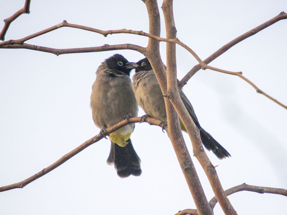 White-spectacled Bulbul - ML623838736