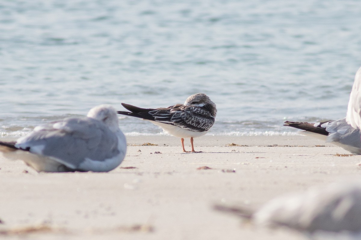 Black Skimmer - ML623838739