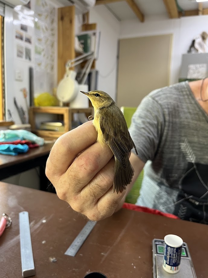 Willow Warbler - ML623838740