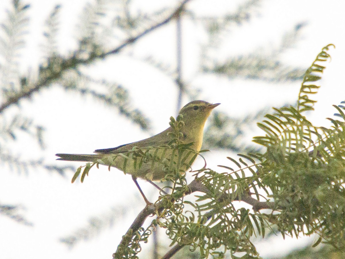 Willow Warbler - ML623838741