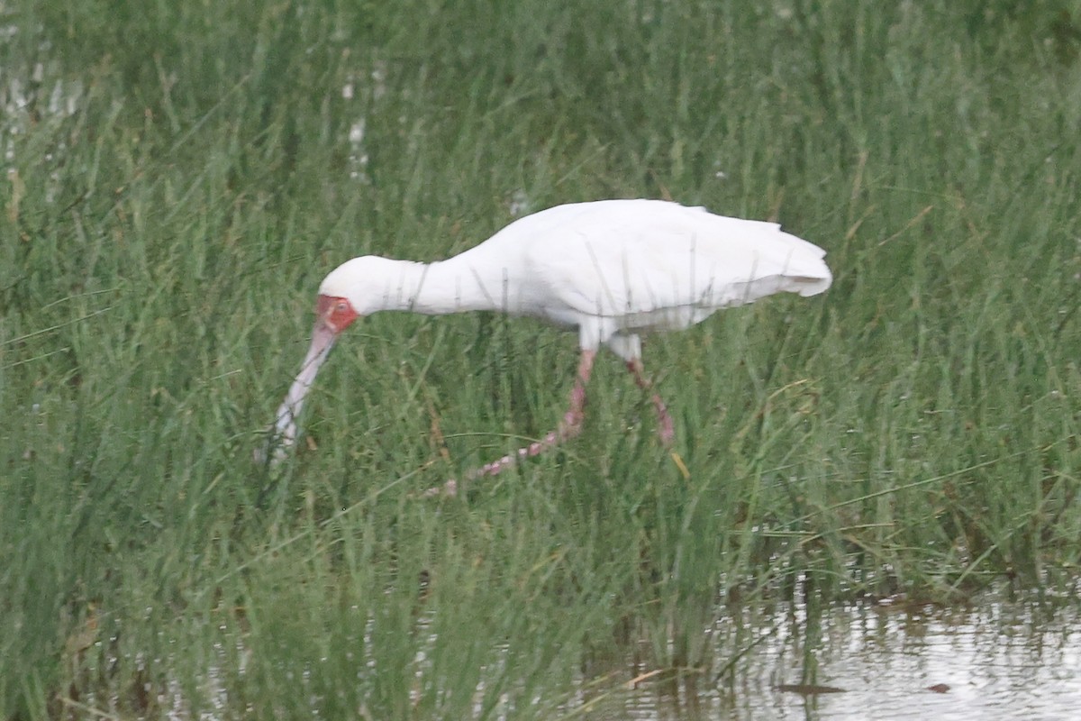 African Spoonbill - Carolyn Leifer