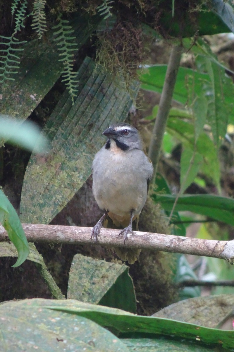 Buff-throated Saltator - ML623838744