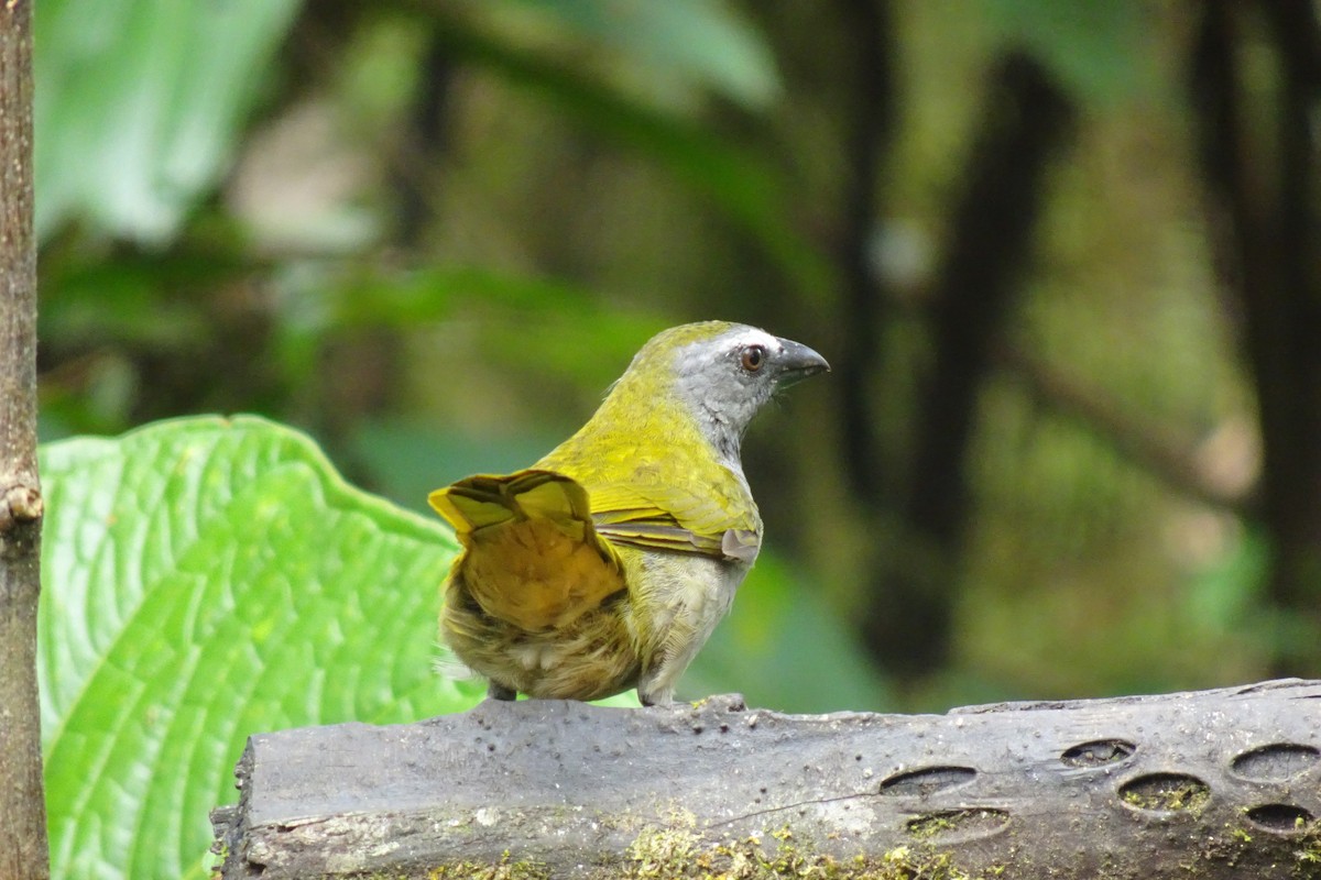 Buff-throated Saltator - ML623838745