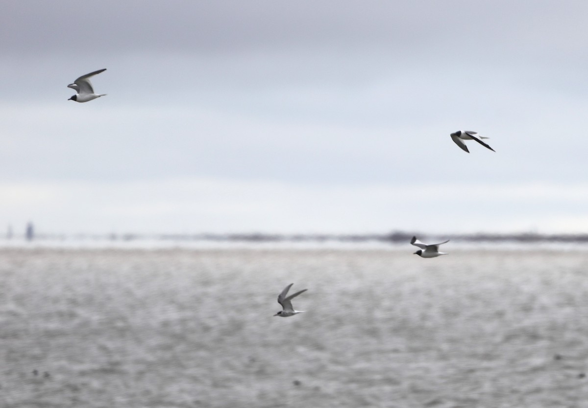 Sabine's Gull - ML623838771