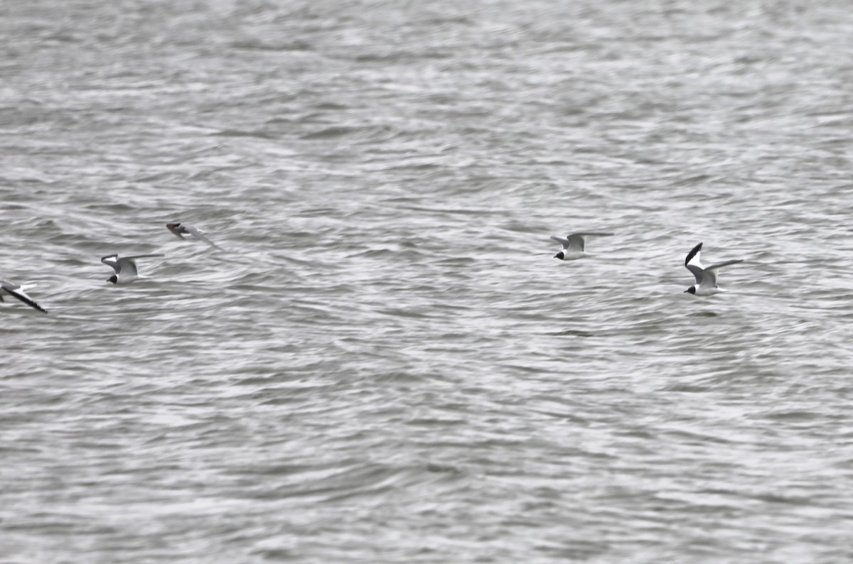 Sabine's Gull - ML623838775