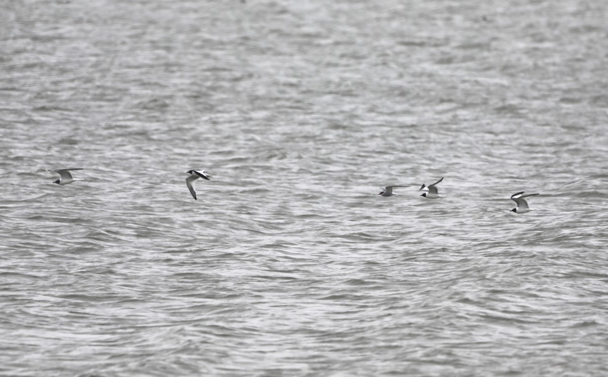 Sabine's Gull - ML623838777