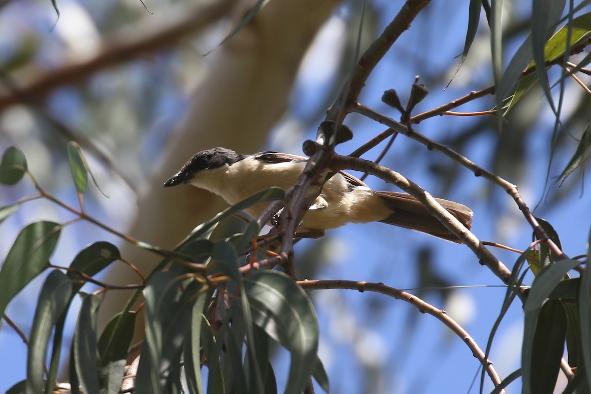 Tropical Boubou - ML623838845