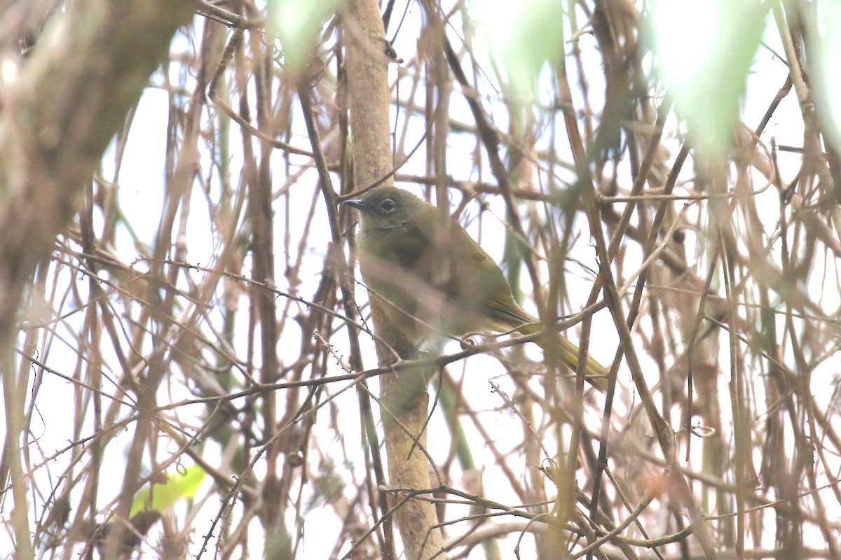 Shelley's Greenbul - ML623838953