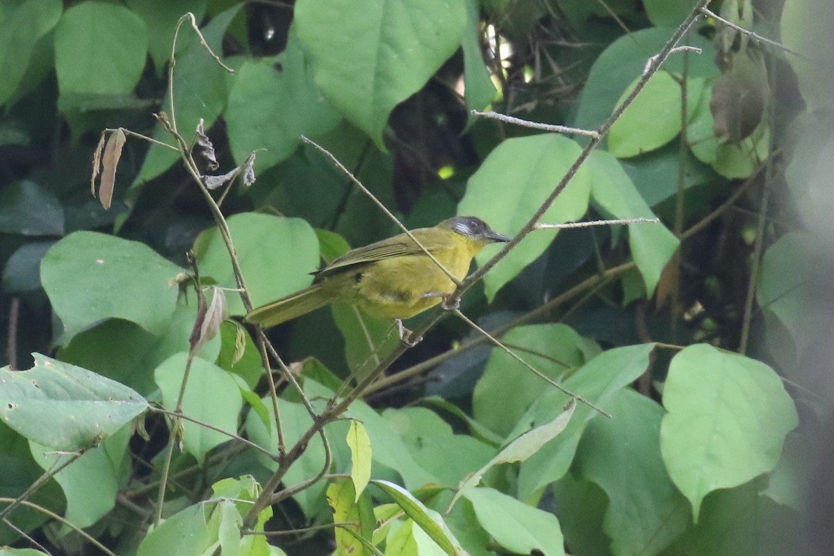 Stripe-cheeked Greenbul (Stripe-faced) - ML623838982