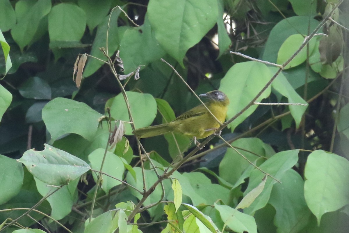 Stripe-cheeked Greenbul (Stripe-faced) - ML623838983