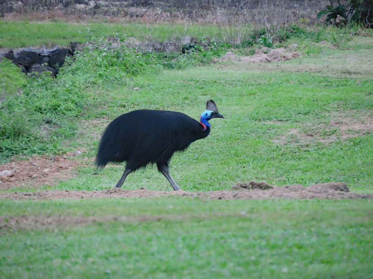 Southern Cassowary - ML623838989