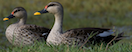 Indian Spot-billed Duck - johnny powell